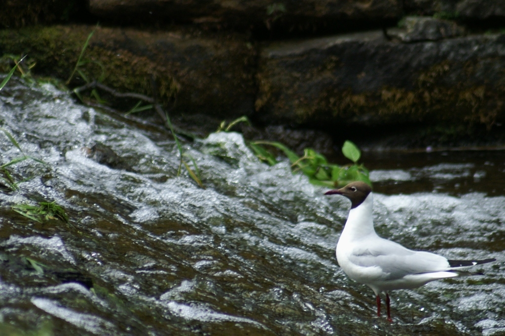 Fountains Abbey birds